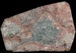 Moroccan Crinoid (Scyphocrinites) Plate #46477-2